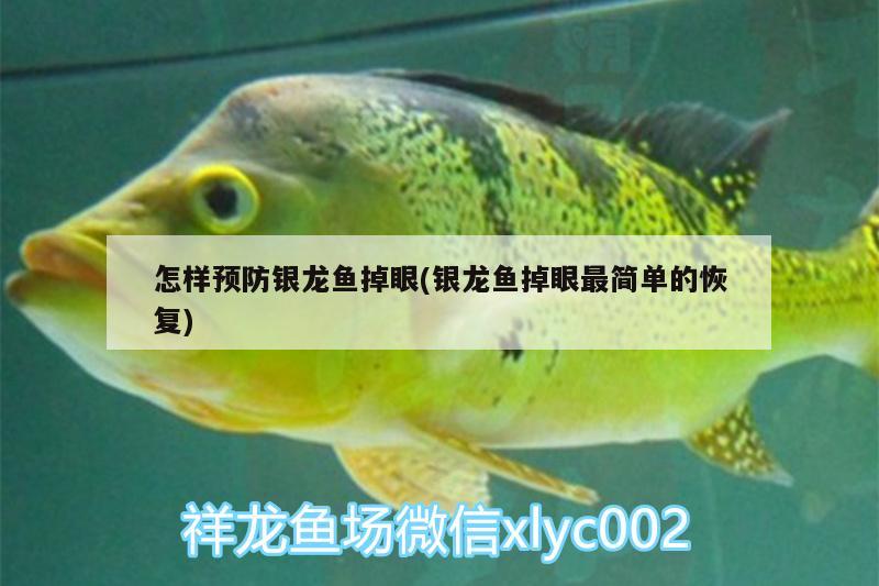 怎樣預(yù)防銀龍魚掉眼(銀龍魚掉眼最簡單的恢復(fù))