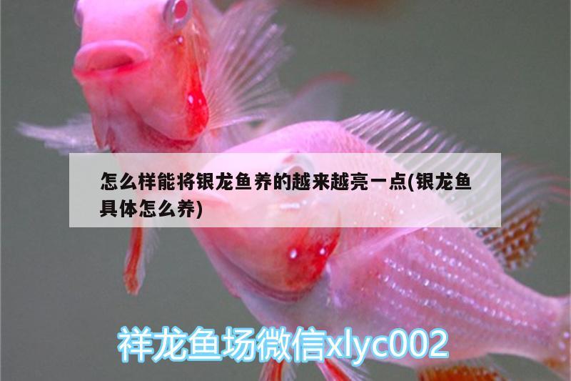 怎么樣能將銀龍魚養(yǎng)的越來越亮一點(diǎn)(銀龍魚具體怎么養(yǎng)) 銀龍魚百科