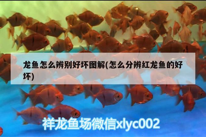 龍魚(yú)為什么那么貴（龍魚(yú)為什么這么貴?終于找到原因了!）