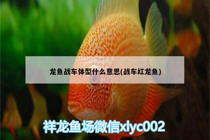 龍魚戰(zhàn)車體型什么意思(戰(zhàn)車紅龍魚)