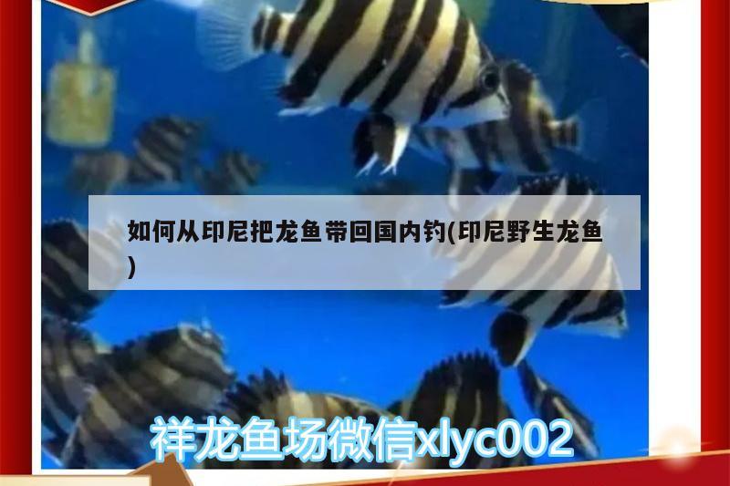 如何從印尼把龍魚帶回國內(nèi)釣(印尼野生龍魚) 垂釣樂園 第1張