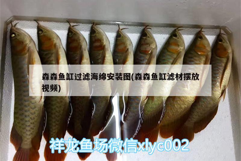 森森魚缸過濾海綿安裝圖(森森魚缸濾材擺放視頻)