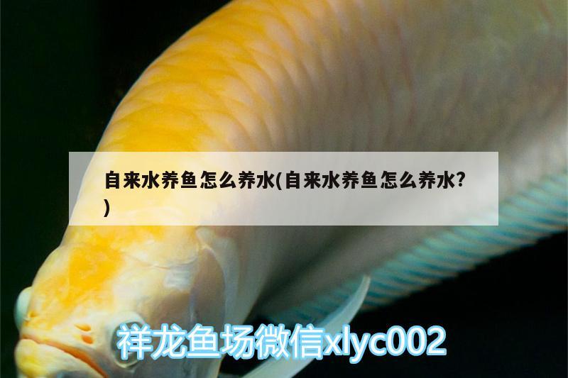 自來(lái)水養(yǎng)魚怎么養(yǎng)水(自來(lái)水養(yǎng)魚怎么養(yǎng)水?)