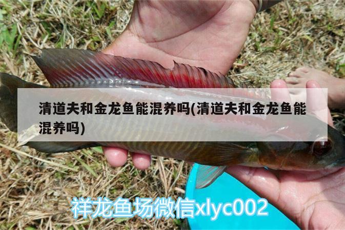 龍魚(yú)鱗片上有白點(diǎn)是什么：龍魚(yú)鱗上面有小白點(diǎn) 廣州水族批發(fā)市場(chǎng) 第2張