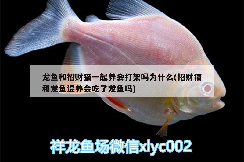 龍魚(yú)和招財(cái)貓一起養(yǎng)會(huì)打架嗎為什么(招財(cái)貓和龍魚(yú)混養(yǎng)會(huì)吃了龍魚(yú)嗎) 銀龍魚(yú)苗