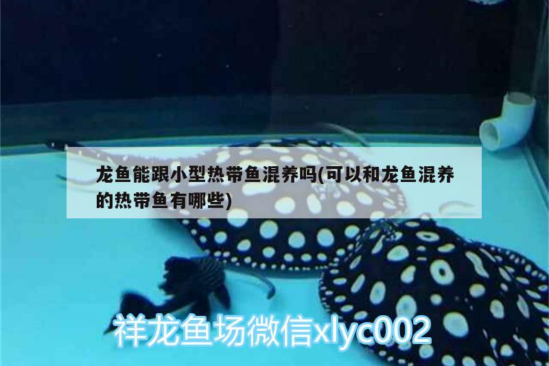 龍魚(yú)能跟小型熱帶魚(yú)混養(yǎng)嗎(可以和龍魚(yú)混養(yǎng)的熱帶魚(yú)有哪些) 元寶鯽