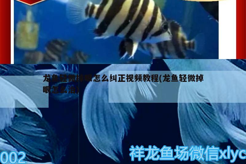 清水縣惠芳魚具水族店 全國水族館企業(yè)名錄 第2張