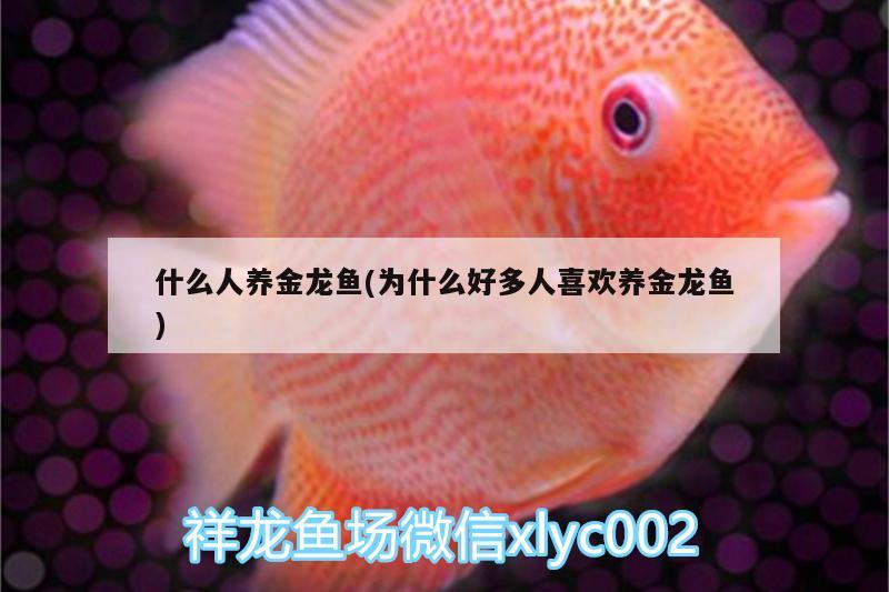 什么人養(yǎng)金龍魚(為什么好多人喜歡養(yǎng)金龍魚)