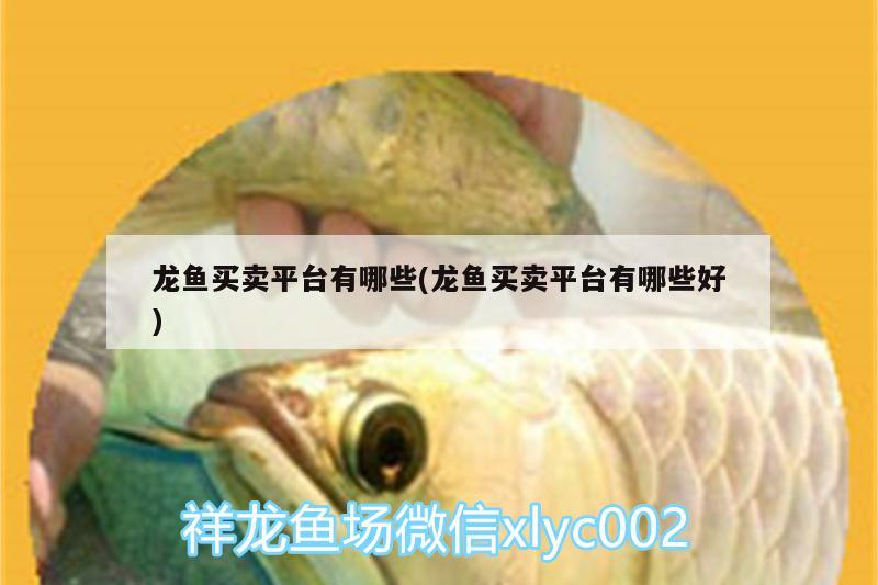 龍魚(yú)買賣平臺(tái)有哪些(龍魚(yú)買賣平臺(tái)有哪些好)