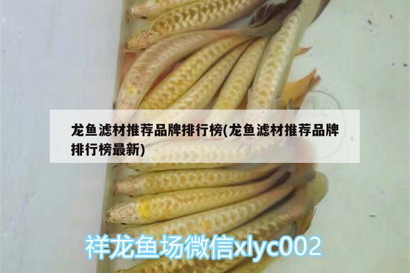 龍魚(yú)濾材推薦品牌排行榜(龍魚(yú)濾材推薦品牌排行榜最新)