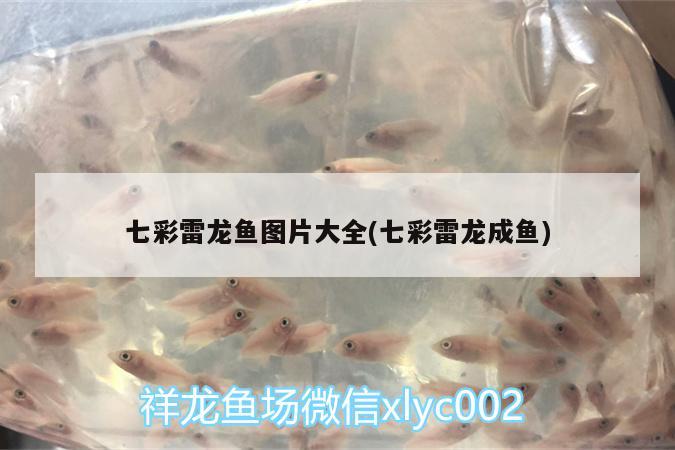 七彩雷龍魚圖片大全(七彩雷龍成魚) 虎紋銀版魚