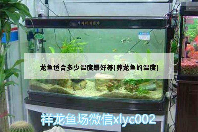 龍魚適合多少溫度最好養(yǎng)(養(yǎng)龍魚的溫度) 金龍魚糧