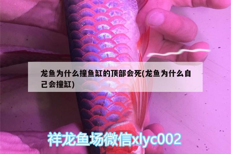 剛?cè)胧值娜龡l虎魚17 虎魚百科 第2張