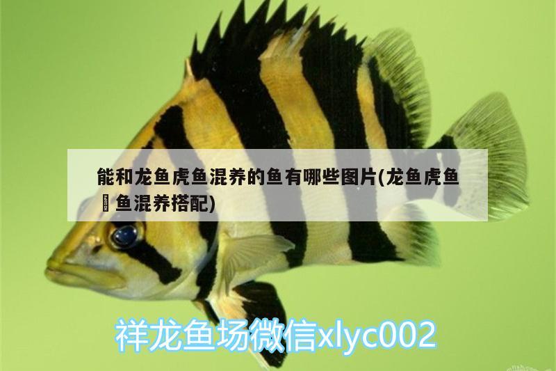 能和龍魚虎魚混養(yǎng)的魚有哪些圖片(龍魚虎魚魟魚混養(yǎng)搭配) 虎魚百科