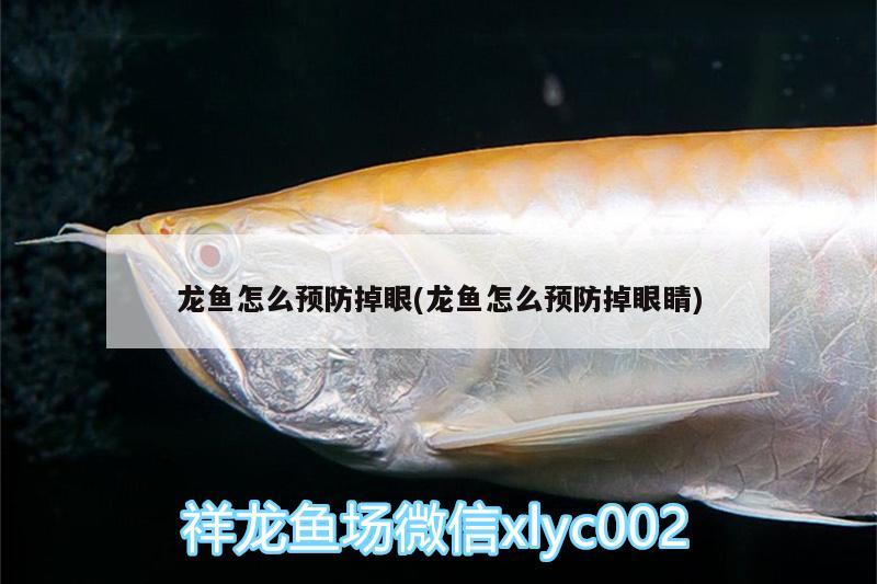 龍魚怎么預(yù)防掉眼(龍魚怎么預(yù)防掉眼睛) 雪龍魚 第2張