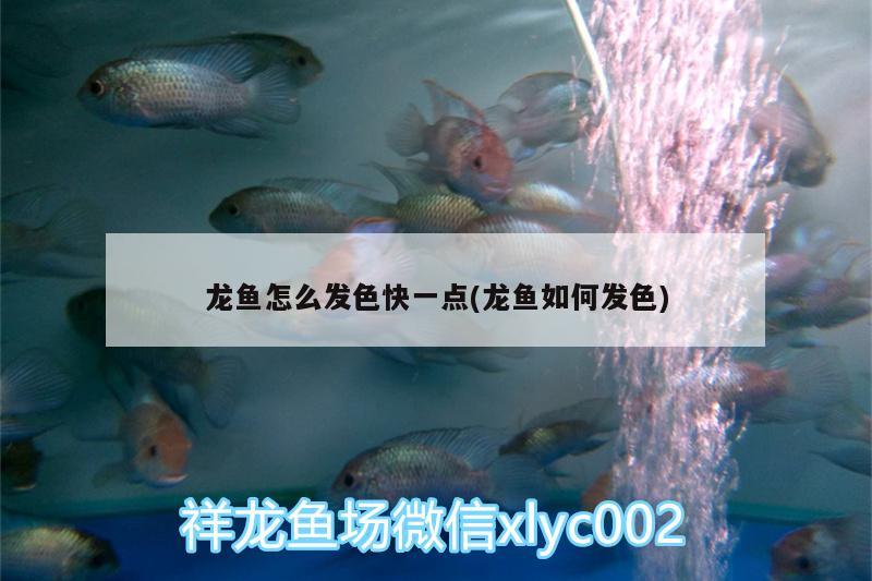 龍魚怎么發(fā)色快一點(diǎn)(龍魚如何發(fā)色)