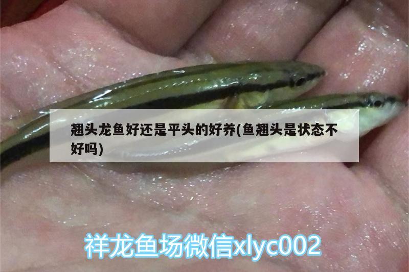 翹頭龍魚好還是平頭的好養(yǎng)(魚翹頭是狀態(tài)不好嗎)