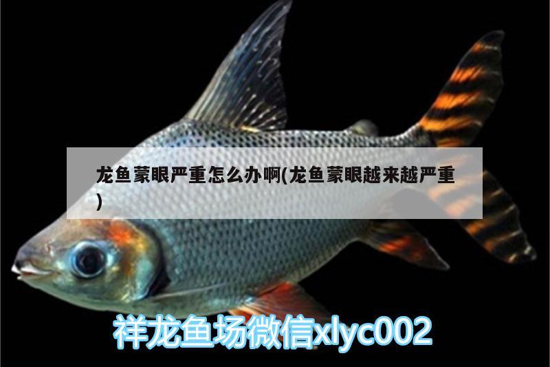 龍魚(yú)蒙眼嚴(yán)重怎么辦啊(龍魚(yú)蒙眼越來(lái)越嚴(yán)重)