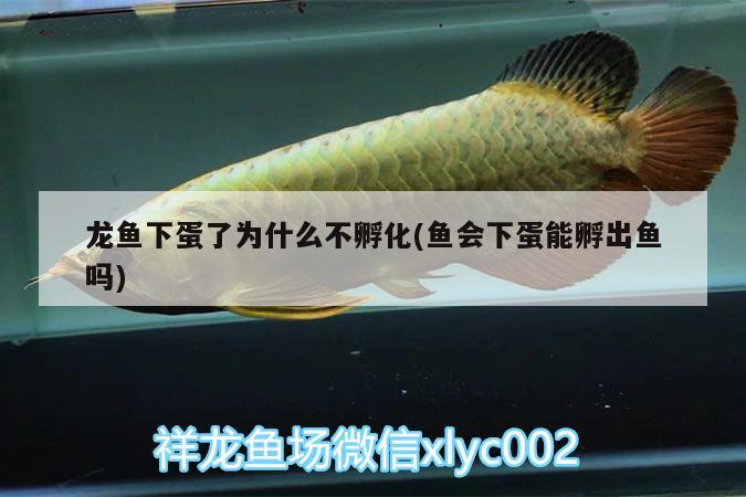 龍魚下蛋了為什么不孵化(魚會下蛋能孵出魚嗎) B級過背金龍魚