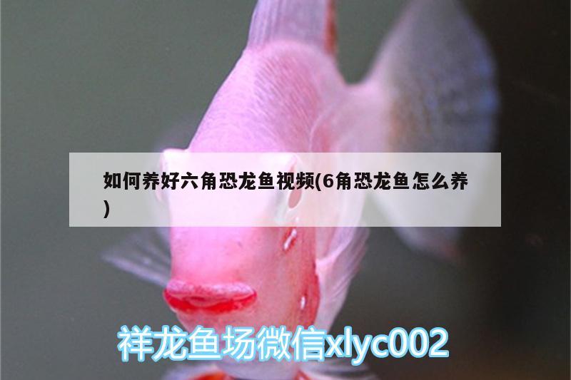 如何養(yǎng)好六角恐龍魚視頻(6角恐龍魚怎么養(yǎng)) 高背金龍魚 第4張