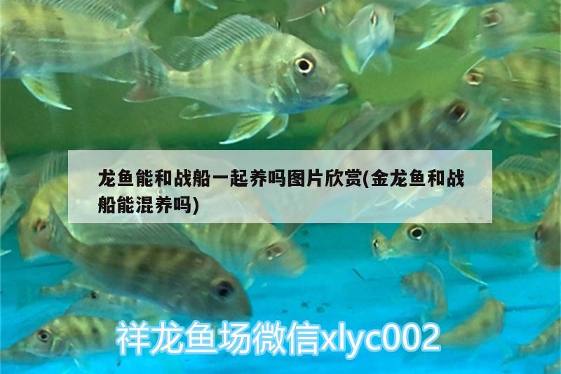 龍魚能和戰(zhàn)船一起養(yǎng)嗎圖片欣賞(金龍魚和戰(zhàn)船能混養(yǎng)嗎) 皇冠黑白魟魚