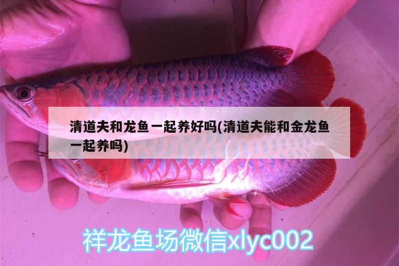 清道夫和龍魚(yú)一起養(yǎng)好嗎(清道夫能和金龍魚(yú)一起養(yǎng)嗎) 夢(mèng)幻雷龍魚(yú)