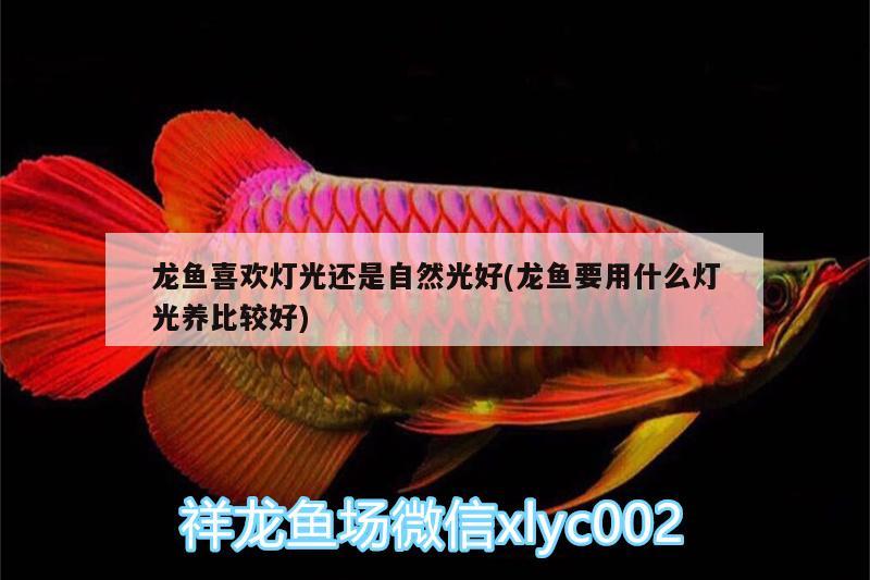 龍魚喜歡燈光還是自然光好(龍魚要用什么燈光養(yǎng)比較好) 伊巴卡魚