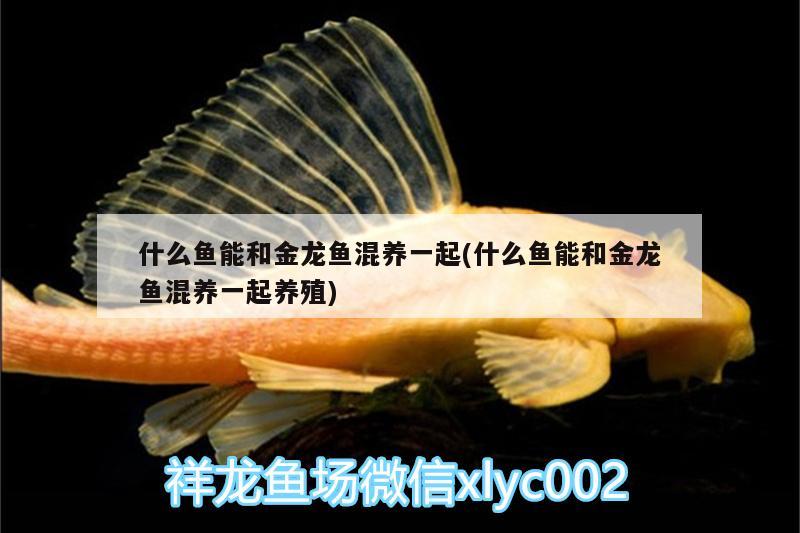 什么魚能和金龍魚混養(yǎng)一起(什么魚能和金龍魚混養(yǎng)一起養(yǎng)殖) 大白鯊魚