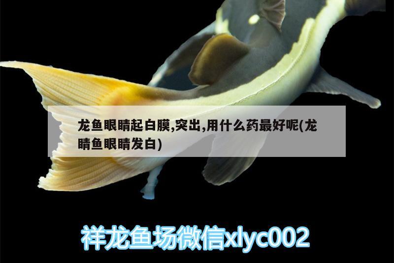 龍魚眼睛起白膜,突出,用什么藥最好呢(龍睛魚眼睛發(fā)白)