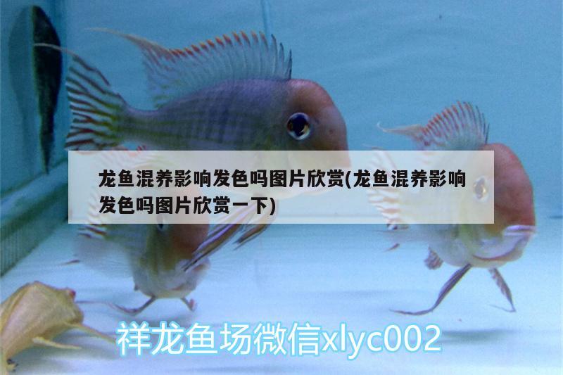 龍魚混養(yǎng)影響發(fā)色嗎圖片欣賞(龍魚混養(yǎng)影響發(fā)色嗎圖片欣賞一下) 觀賞魚魚苗