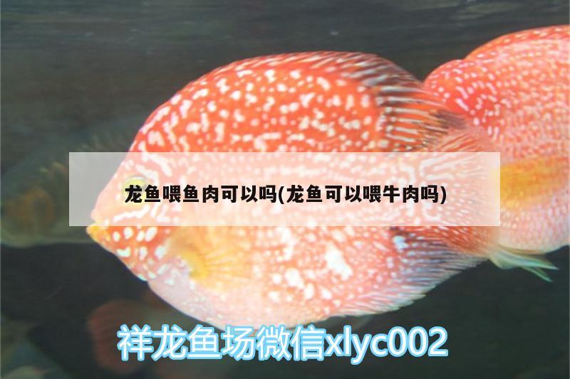 龍魚(yú)喂魚(yú)肉可以嗎(龍魚(yú)可以喂牛肉嗎)