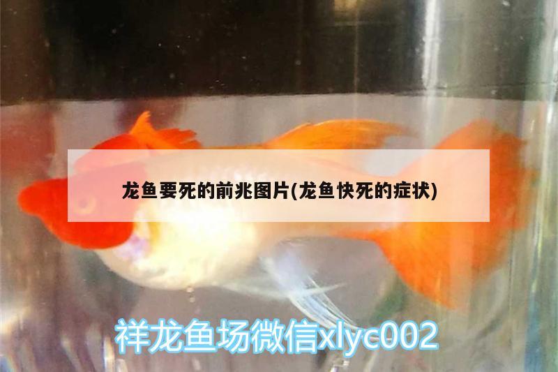 龍魚要死的前兆圖片(龍魚快死的癥狀) 白子球鯊魚