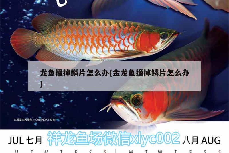 龍魚撞掉鱗片怎么辦(金龍魚撞掉鱗片怎么辦)