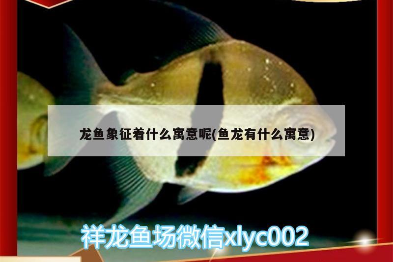 龍魚象征著什么寓意呢(魚龍有什么寓意) 龍魚百科