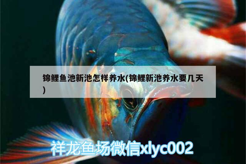 錦鯉魚池新池怎樣養(yǎng)水(錦鯉新池養(yǎng)水要幾天) 巴西亞魚苗