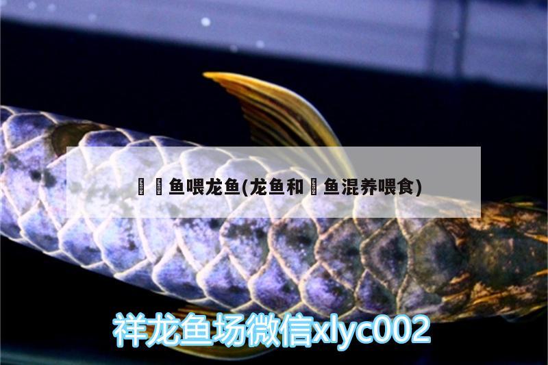 銀龍魚(yú)喂什么小魚(yú)好養(yǎng)（銀龍魚(yú)和什么魚(yú)一起養(yǎng)）