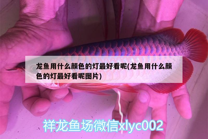 龍魚用什么顏色的燈最好看呢(龍魚用什么顏色的燈最好看呢圖片)