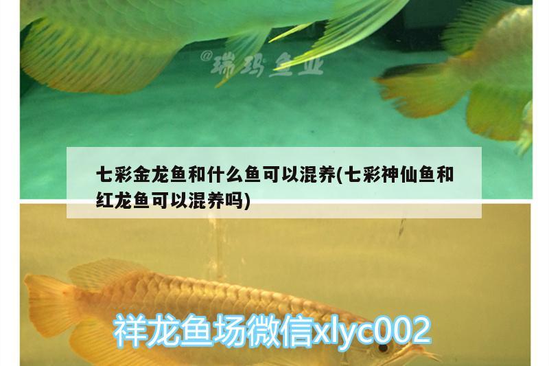 錦鯉品種大全及圖解八大，錦鯉魚品種介紹及價格視頻 短身紅龍魚 第2張