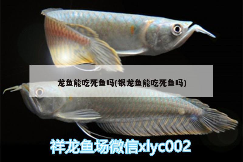 龍魚能吃死魚嗎(銀龍魚能吃死魚嗎)