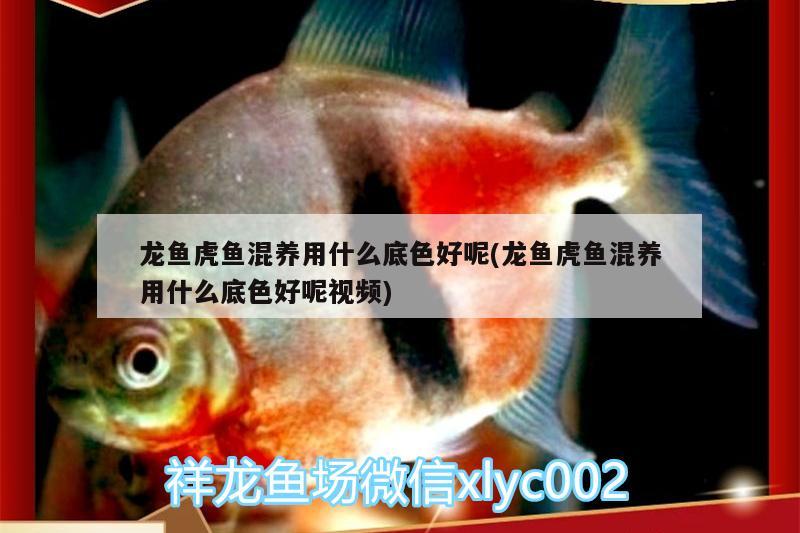 龍魚虎魚混養(yǎng)用什么底色好呢(龍魚虎魚混養(yǎng)用什么底色好呢視頻) 虎魚百科