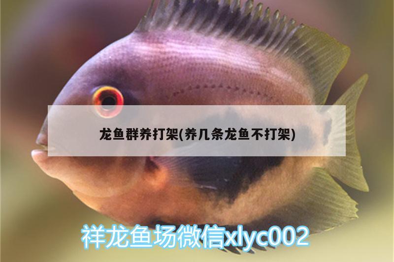 龍魚群養(yǎng)打架(養(yǎng)幾條龍魚不打架) 伊巴卡魚