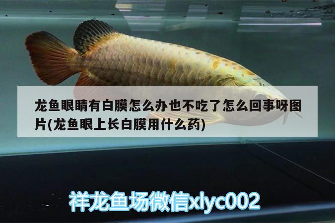 龍魚眼睛有白膜怎么辦也不吃了怎么回事呀圖片(龍魚眼上長(zhǎng)白膜用什么藥) 龍鳳鯉魚