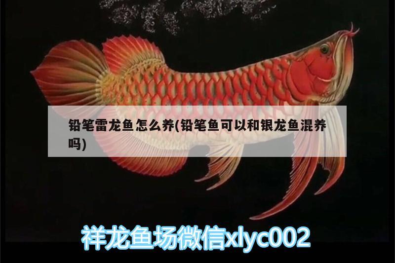 鉛筆雷龍魚怎么養(yǎng)(鉛筆魚可以和銀龍魚混養(yǎng)嗎) 銀龍魚百科