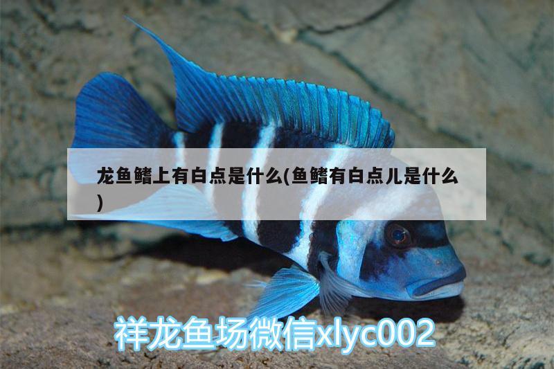 龍魚鰭上有白點(diǎn)是什么(魚鰭有白點(diǎn)兒是什么)