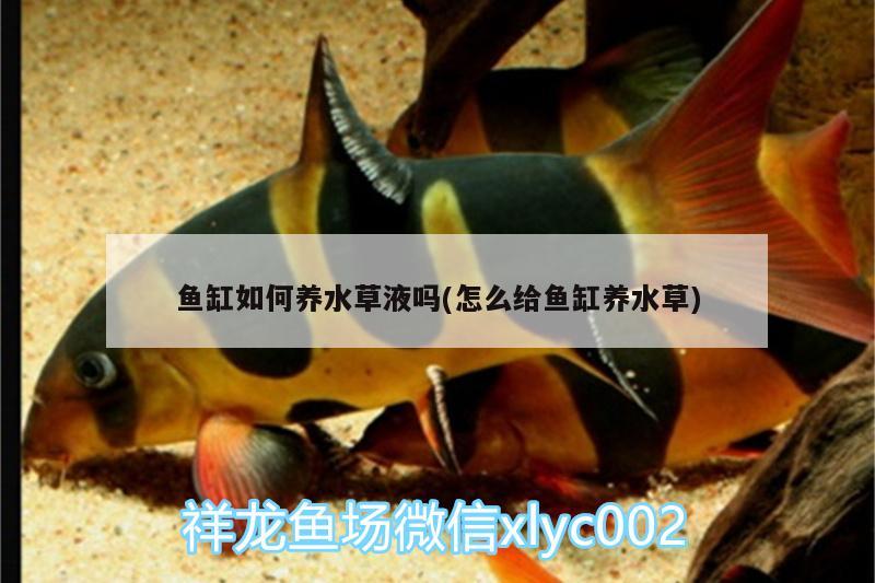 魚缸如何養(yǎng)水草液嗎(怎么給魚缸養(yǎng)水草) 水草