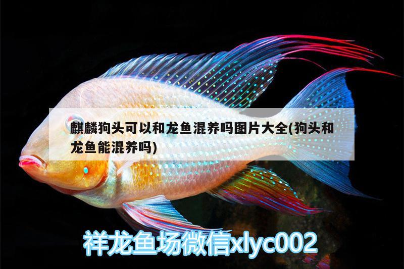 麒麟狗頭可以和龍魚(yú)混養(yǎng)嗎圖片大全(狗頭和龍魚(yú)能混養(yǎng)嗎) 觀賞魚(yú)批發(fā)