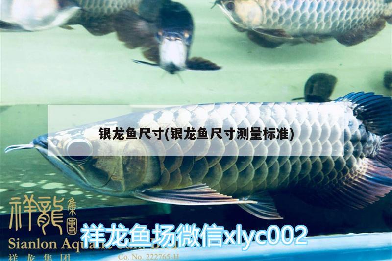 銀龍魚尺寸(銀龍魚尺寸測量標準)