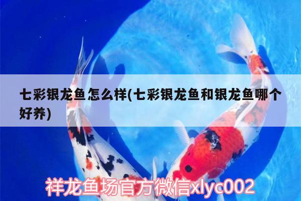 可以和孔雀魚混養(yǎng)的魚有哪些，什么鳥可以和孔雀養(yǎng)一起 觀賞魚 第1張