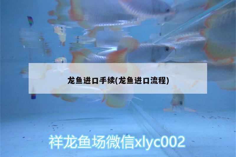 龍魚(yú)進(jìn)口手續(xù)(龍魚(yú)進(jìn)口流程)