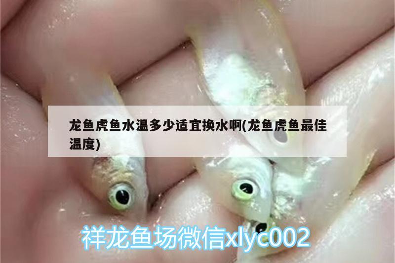 龍魚虎魚水溫多少適宜換水啊(龍魚虎魚最佳溫度) 虎魚百科 第2張